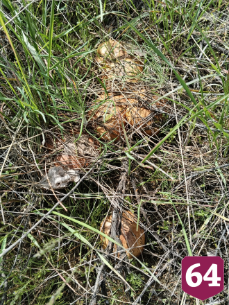 Саратовцы собирают сморчки-гиганты тазиками